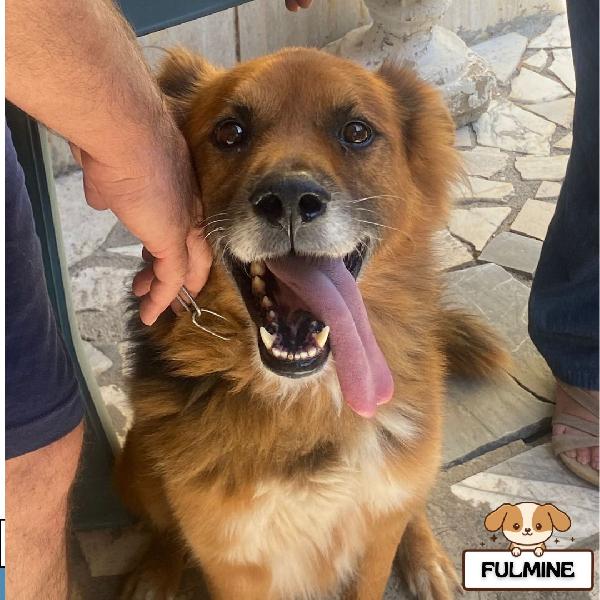 Fulmine 9 Anni Cerca Casa 